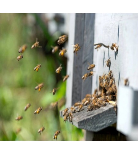 Adozione Alveare - I Frutti dell'Alveare