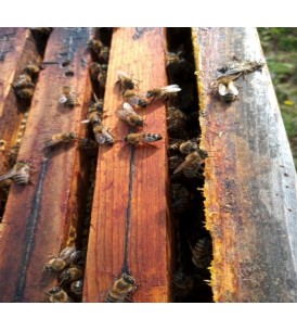 Adozione Alveare - I Frutti dell'Alveare