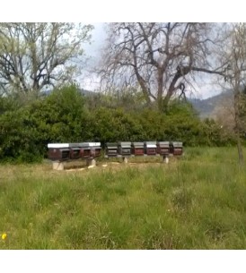 Adozione Alveare - I Frutti dell'Alveare