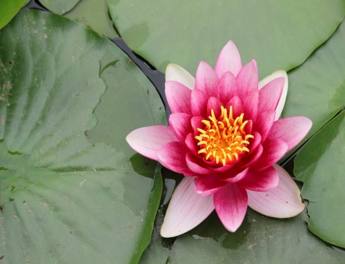 Fiori di Ninfea