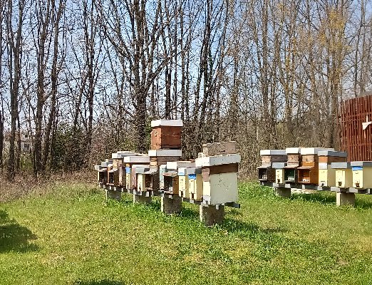 I Frutti dell'Alveare Apiari