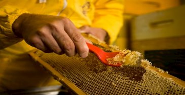 Quali sono i prodotti Derivati del Miele?