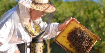 Cosa fa l'Apicoltura per l'ambiente?