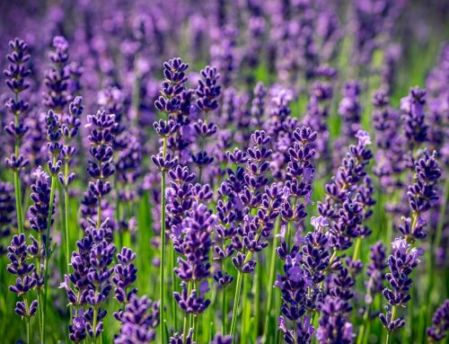 Fiori di Lavanda