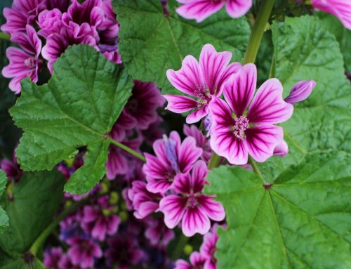 Fiori di Malva