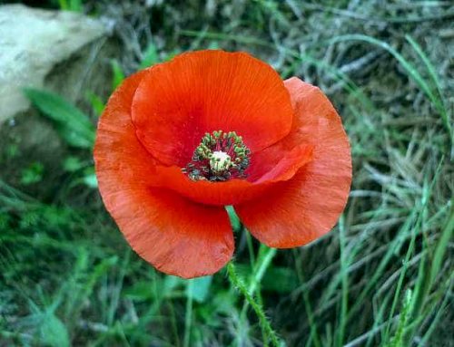 Fiori di Papavero Rosso