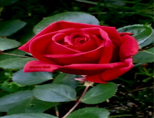 Fiori di Rosa Rossa