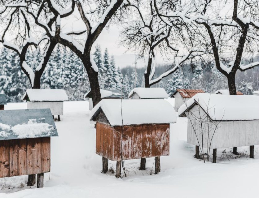 Alveari in Inverno